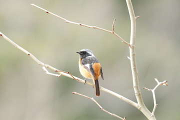 ジョウビタキ（オス）