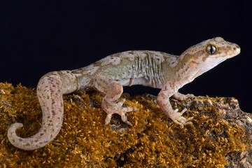 Pacific gecko (Dactylocnemis pacificus).
