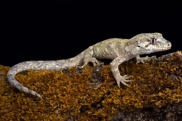 Naklejka premium Forest gecko (Mokopirirakau granulatus).