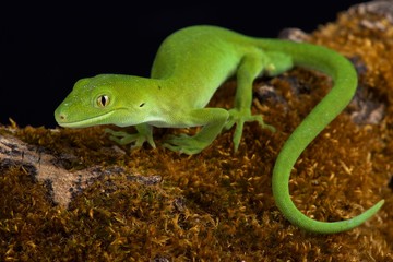 Fototapeta premium Auckland green gecko (Naultinus elegans)