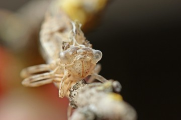 Exuvie einer Heidelibelle (Sympetrum) 