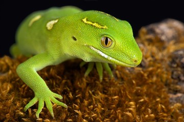 Auckland green gecko (Naultinus elegans)