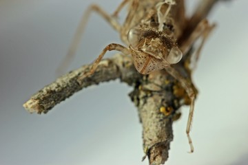 Fototapeta premium Exuvie einer Heidelibelle (Sympetrum) 