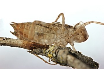 Exuvie einer Heidelibelle (Sympetrum)
