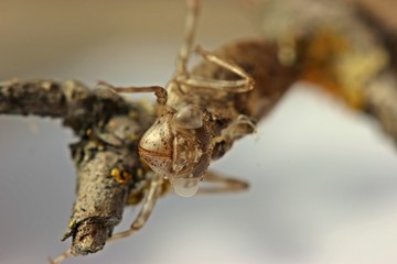 Exuvie einer Heidelibelle (Sympetrum)
