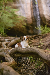 dog waterfall