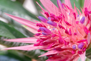 Bromeliad, the tropical colorful flower
