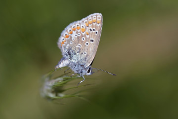 Common Blue - Polyommatus icarus, Greece