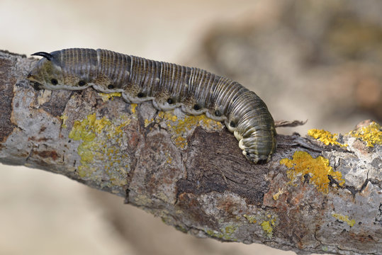 รูปภาพAgrius – เลือกดูภาพถ่ายสต็อก เวกเตอร์ และวิดีโอ195 | Adobe Stock