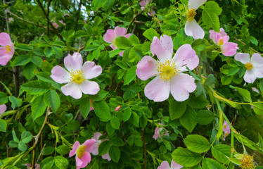Beautiful pink flowers of wild rose on branches.