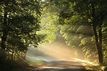 Ahornbäume, die von der Morgensonne beleuchtet werden © Aniszewski