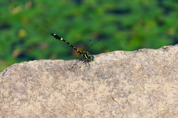 田瀬釣り公園のオナガサナエ。日本のトンボ。東和　花巻　岩手　日本。７月下旬。