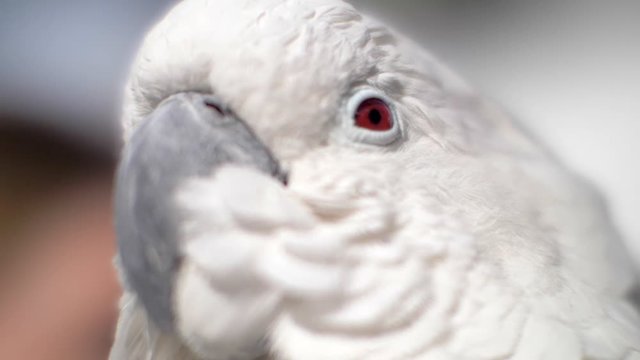 Extreme Close Up of an Umbrella Cockatoo's Red Eye, Shallow Depth of Field in Slow Motion