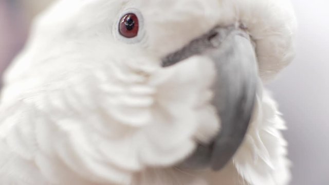 Extreme Close Up of an Umbrella Cockatoo's Red Eye in Slow Motion