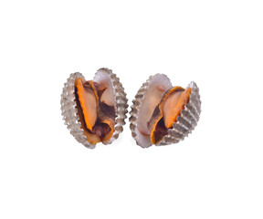 fresh cockles seafood on white background