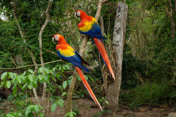 Two colorful Scarlet Macaw parrots - Aras - siting in the tree in Copan Ruinas, Honduras, Central...