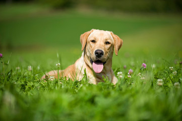 Labrador Retriever liegt in einer Wiese