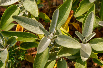 Echter Salbei im Garten