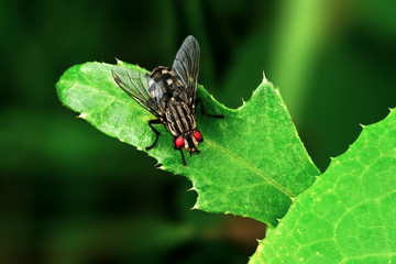 Macro Wasp