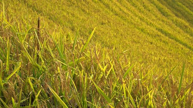 Ripe rice at Longsheng (Longji) Rice Terraces Fields. Guangxi, China.	