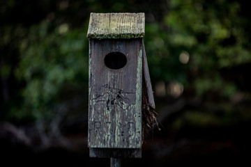Bird House on Lake