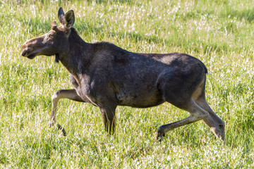 Trotting Moose. Shiras Moose in the Rocky Mountains of Colorado