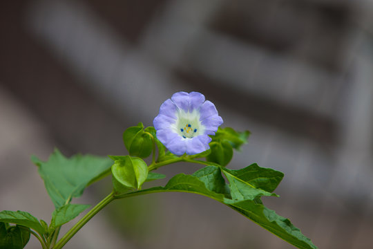 a branch of Nicandra physalodes with blossom and fruit capsule