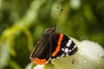Sitting red admiral butterfly - closeup