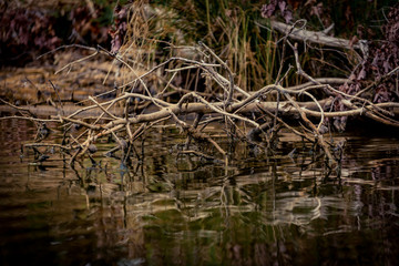 Fototapeta na wymiar Tree Branches Reflecting on a Lake