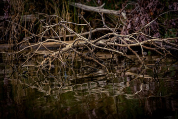 Tree Branches Reflecting on a Lake
