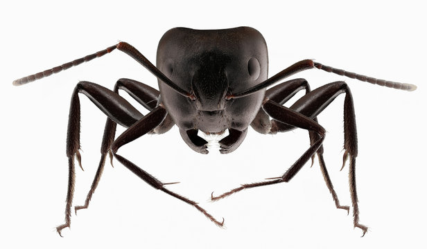 Big Black Ants