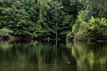 Trees Reflecting on a Lake