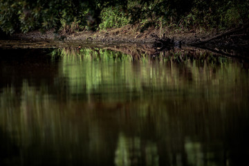 Reflections on a Lake