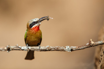White-fronted Bee-eaters with a prey in Zimanga Game Reserve in South Africa