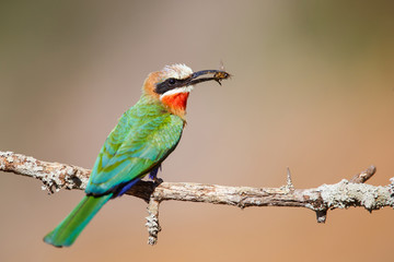 White-fronted Bee-eaters with a prey in Zimanga Game Reserve in South Africa
