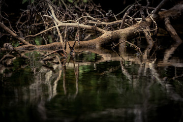 Trees Reflecting on a Lake