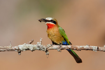 White-fronted Bee-eaters with a prey in Zimanga Game Reserve in South Africa