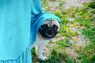 little pug looks straight and smiles