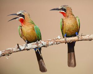 White-fronted Bee-eaters  in Zimanga Game Reserve in South Africa