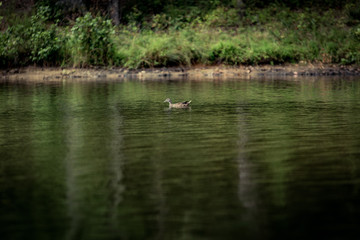 Duck Swimming on a Lake 