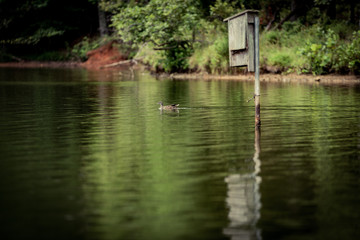 Fototapeta na wymiar Duck Swimming on a Lake 