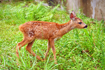 little roe deer