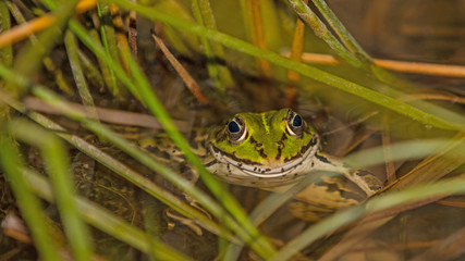 Grüner Wasserfrosch