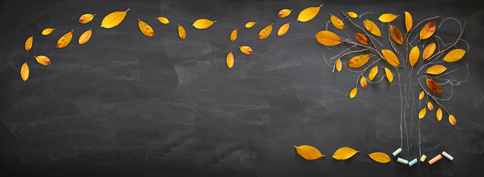 Back to school concept. Top view banner of tree sketch with autumn dry leaves over classroom blackboard background.