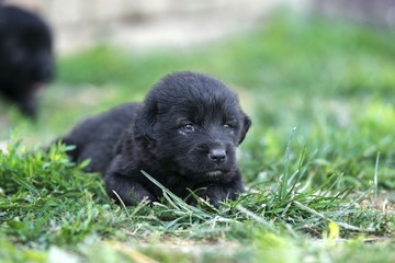 sarplaninac dog puppies. black puppy in garden