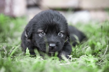 sarplaninac dog puppies. black puppy in garden