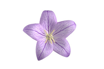 Obraz premium flower purple bell isolated on white background for designers