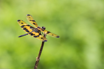 Portrait of dragonfly - Variegated Flutterer (Rhyothemis variegata)
