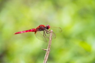 Portrait of dragonfly - Crimson Dropwing (male) (Trithemis aurora)