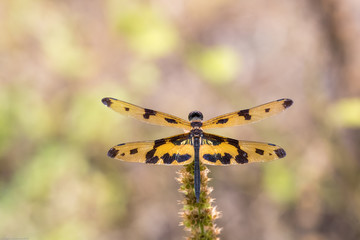 Portrait of dragonfly - Variegated Flutterer (Rhyothemis variegata)